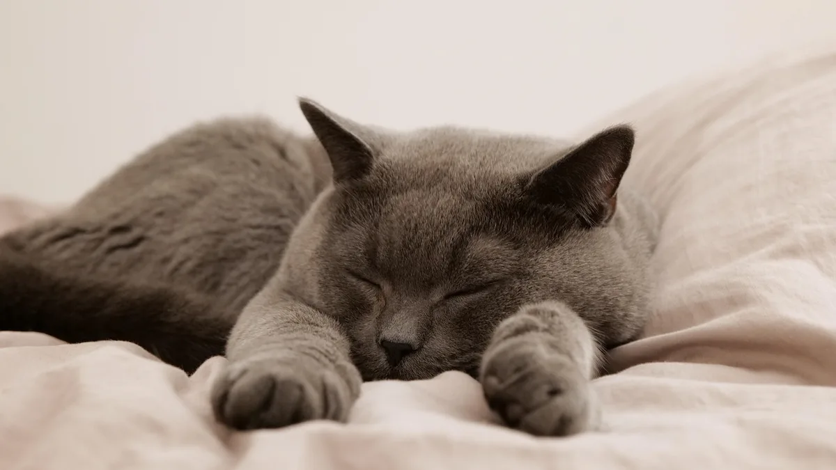Avoir un sommeil régulier : se coucher à heure fixe